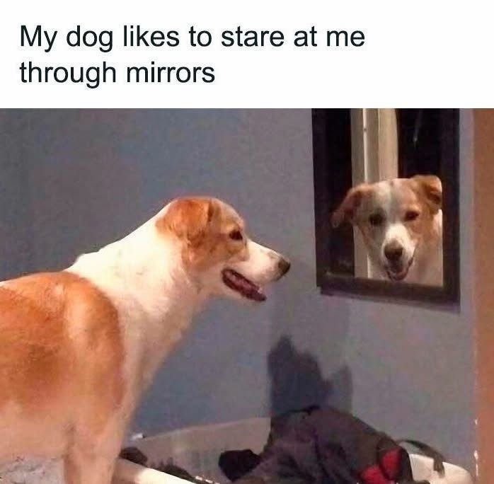 my dog likes to stare