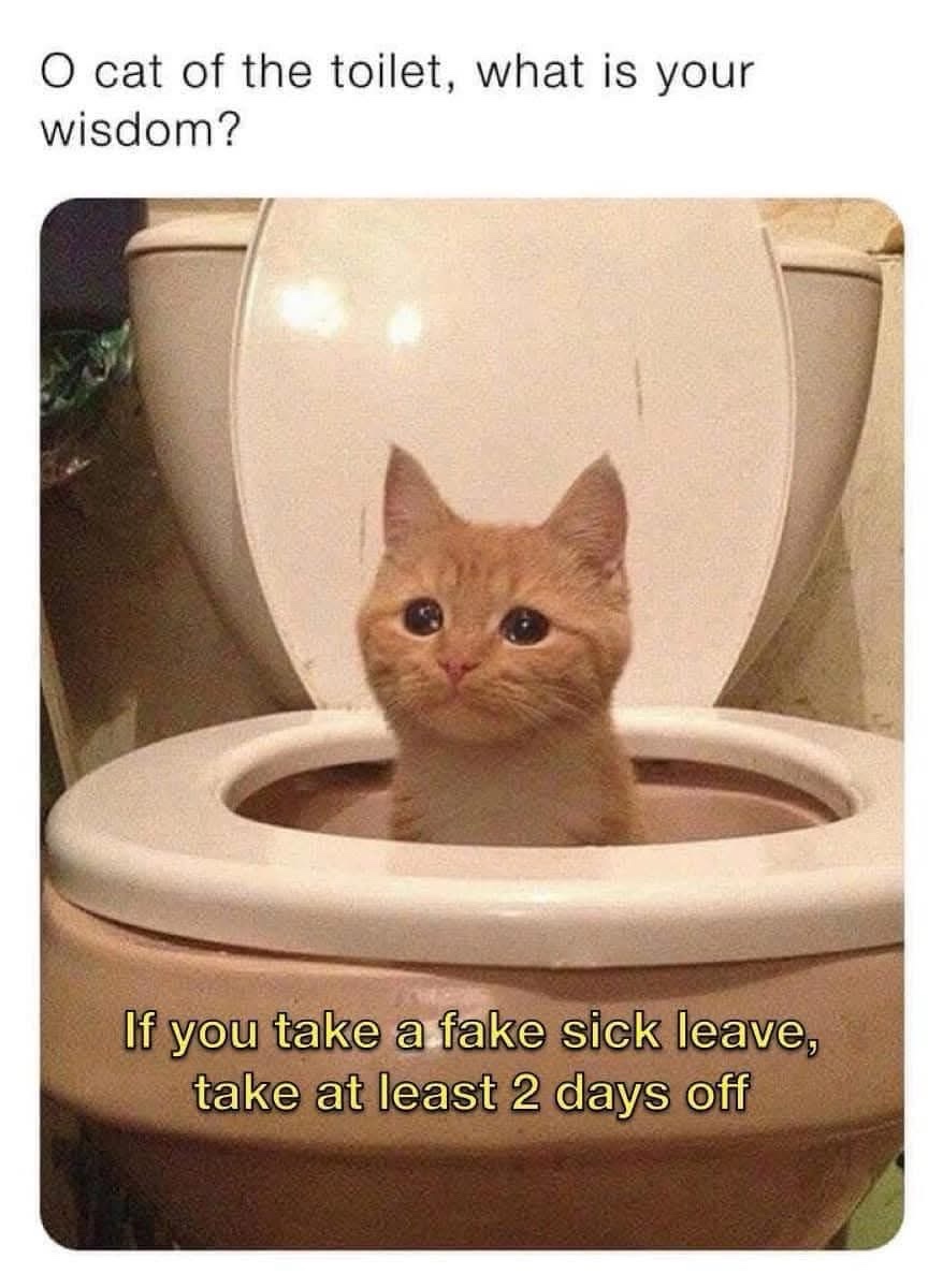 o cat of the toilet