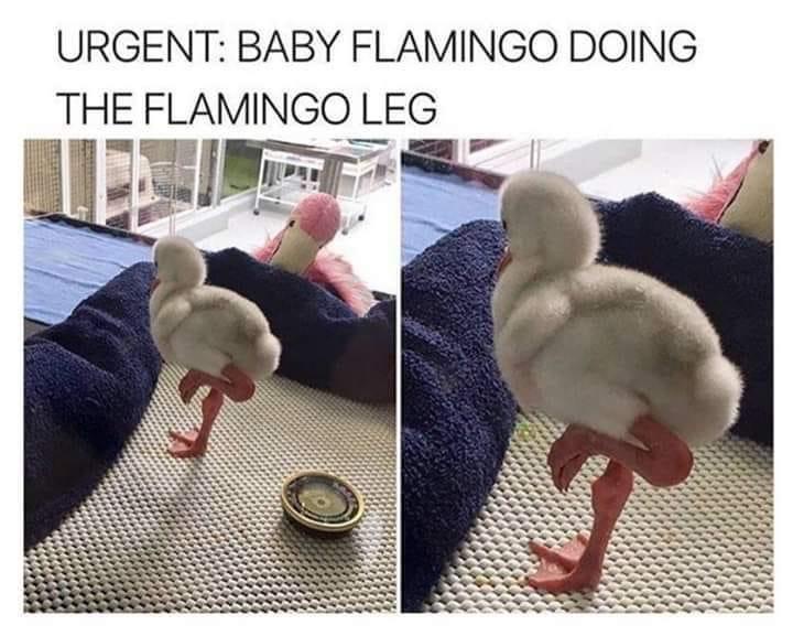 Baby Flamingo