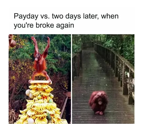 20 Orangutan Memes to Celebrate World Orangutan Day! 19 payday vs two days later