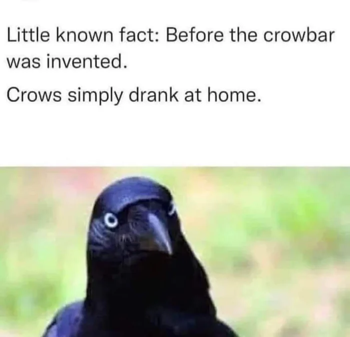 Crow drank at home