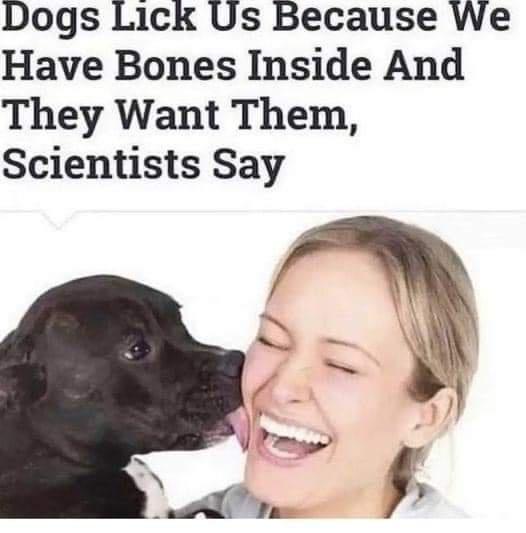 20 Memes So Random They Could Be a Deleted Scene from Reality 8 DOgs lick us