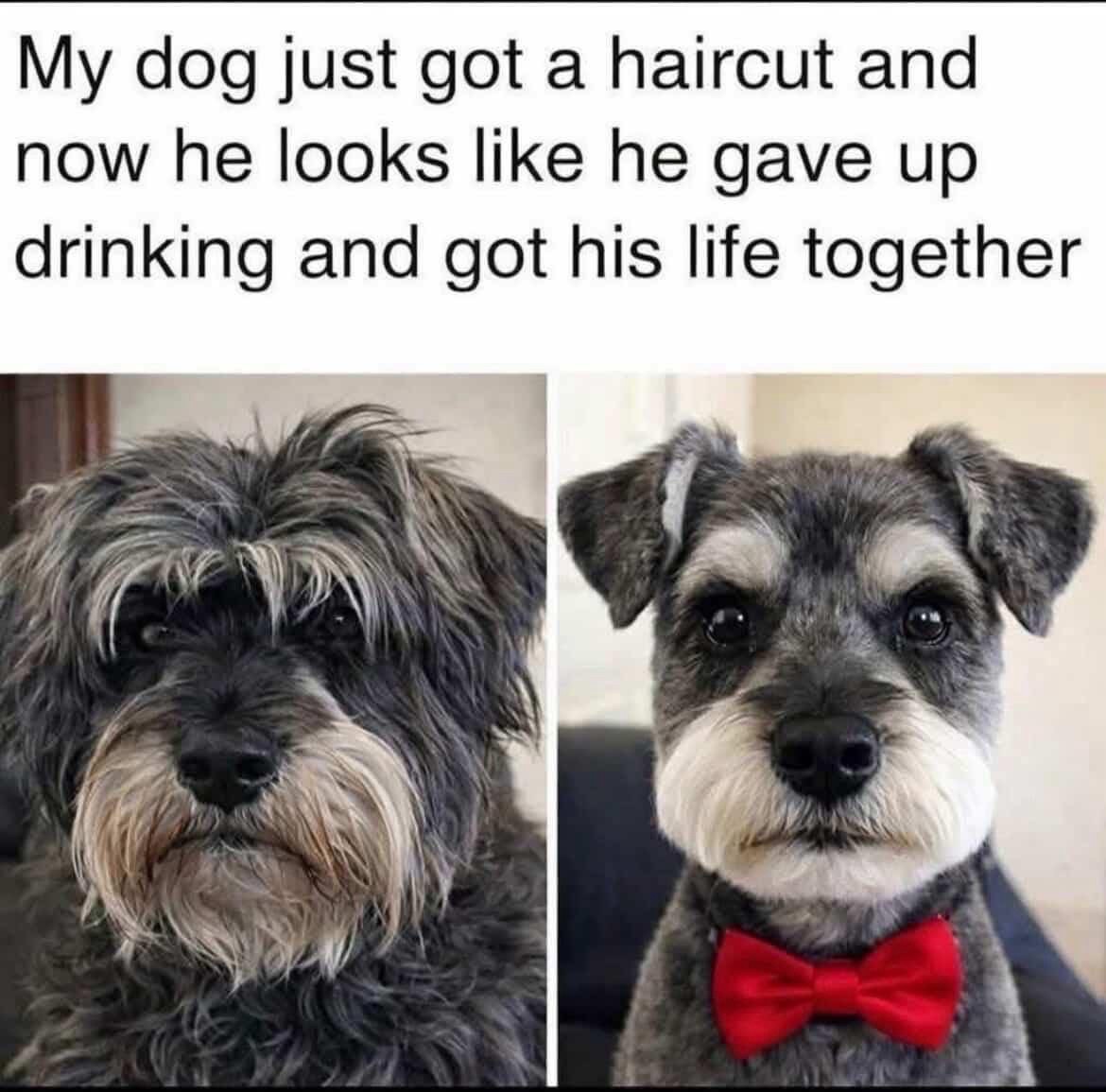 Dog just got a haircut