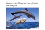 Dolphin Memes to Overthrow Seriousness on World Dolphin Day - FG.jpeg
