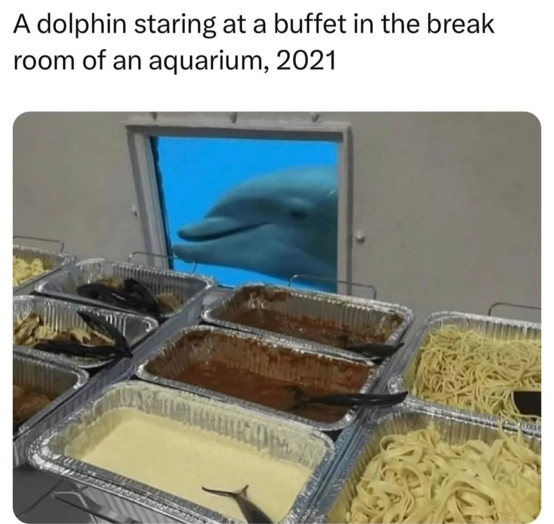 Dolphin staring at a buffet