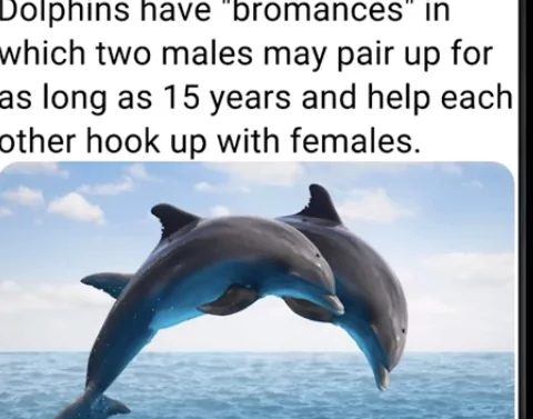 Dolphins ahve bromances