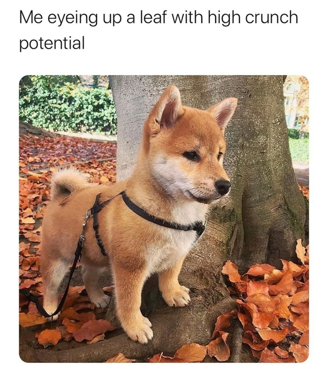 35 Fall Memes That Are as Colorful as the Falling Leaves 33 Eyeing up leaf