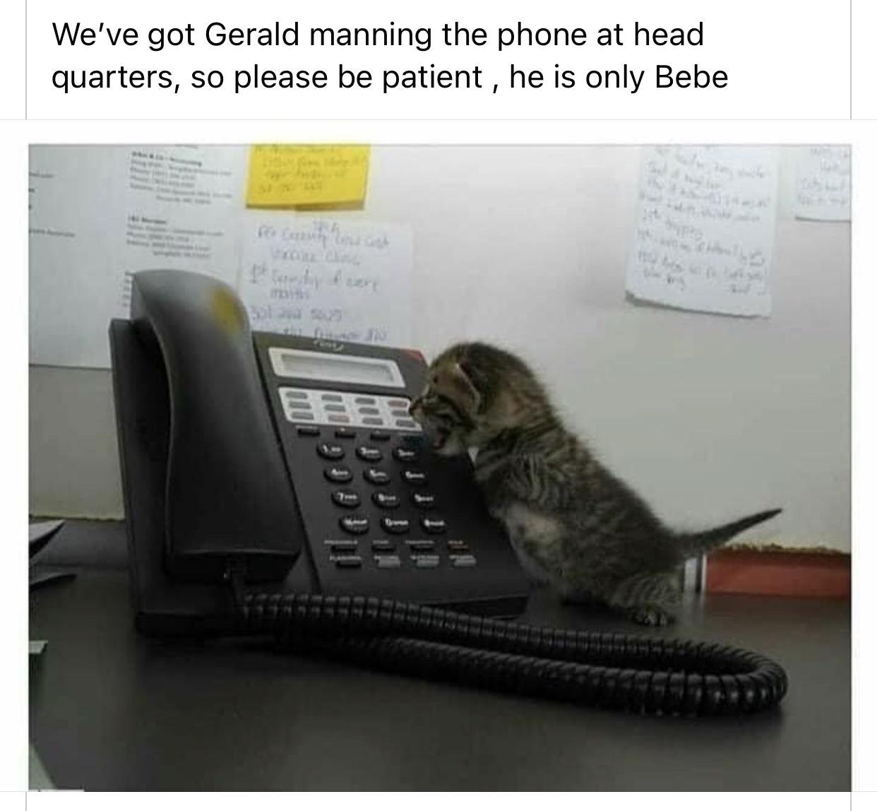 30 Ultimate Cat Memes for a Dose of Feline Fun 28 He is only bebe