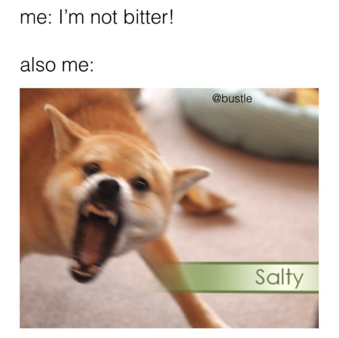 40 Dog Memes That Will Have You Howling With Laughter 39 Im not bitter