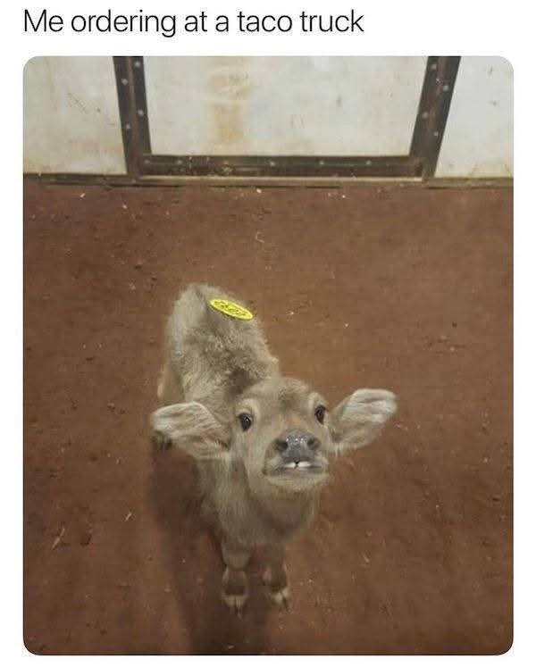 Ordering at a taco truck