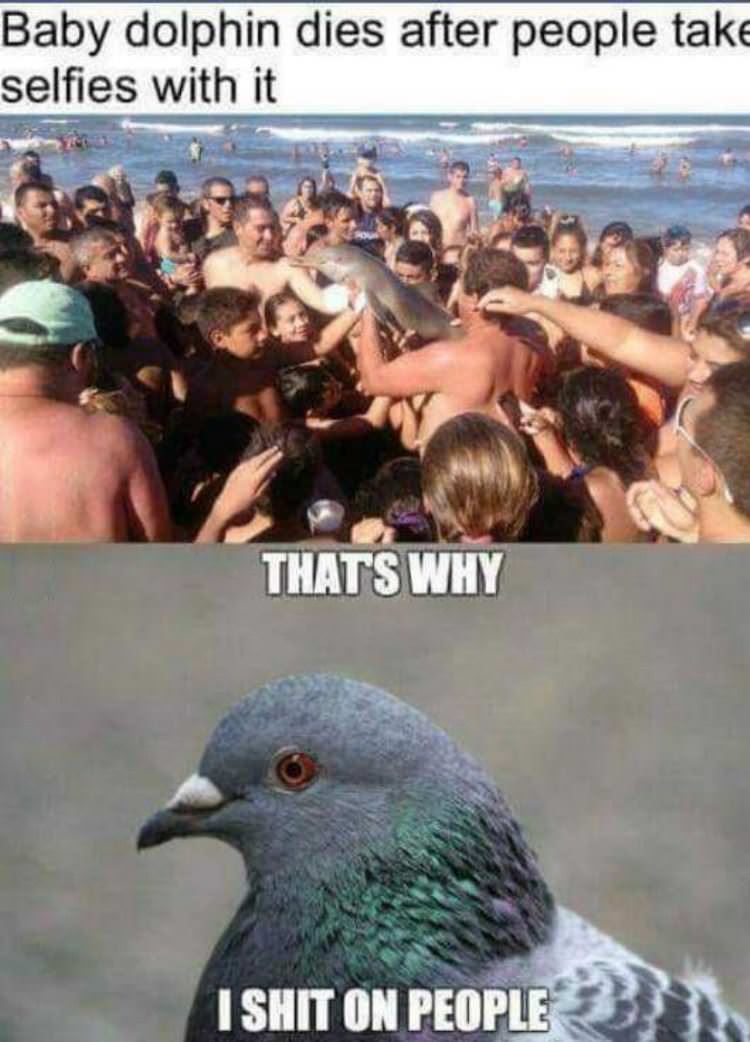 Thats why i shit on peopel