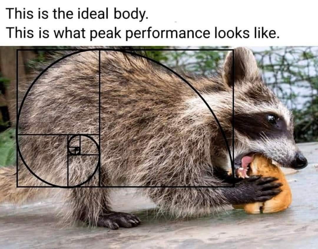 This is the ideal bidy