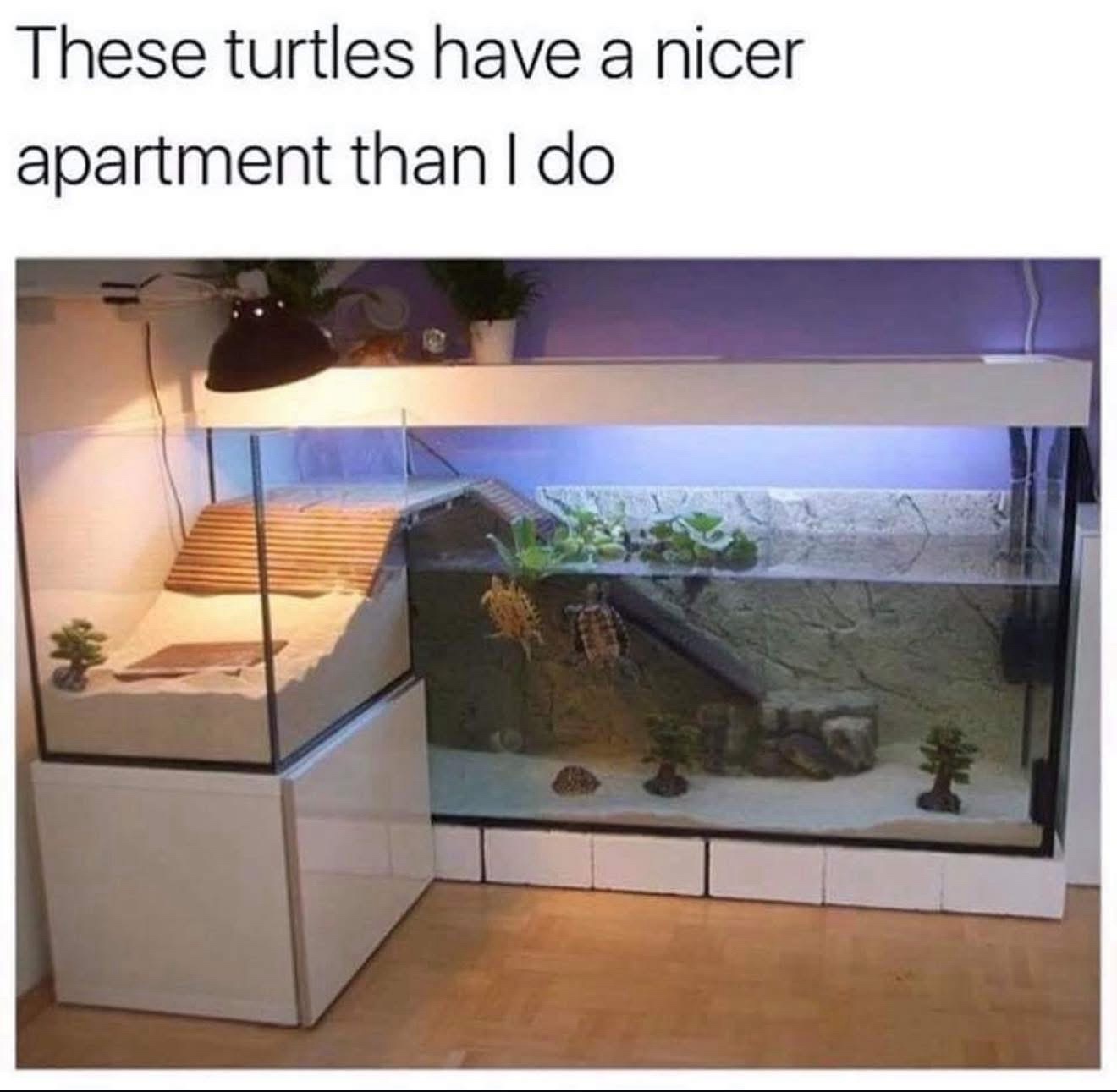 20 Memes That Look Like They’ve Seen Some Things 15 Turtles have a nicer apartment