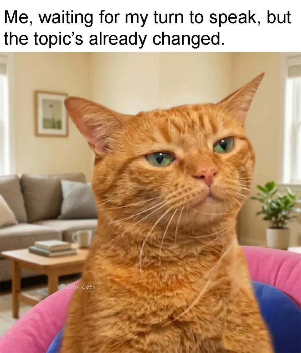 30 Ultimate Cat Memes for a Dose of Feline Fun 30 Waiting for my turn