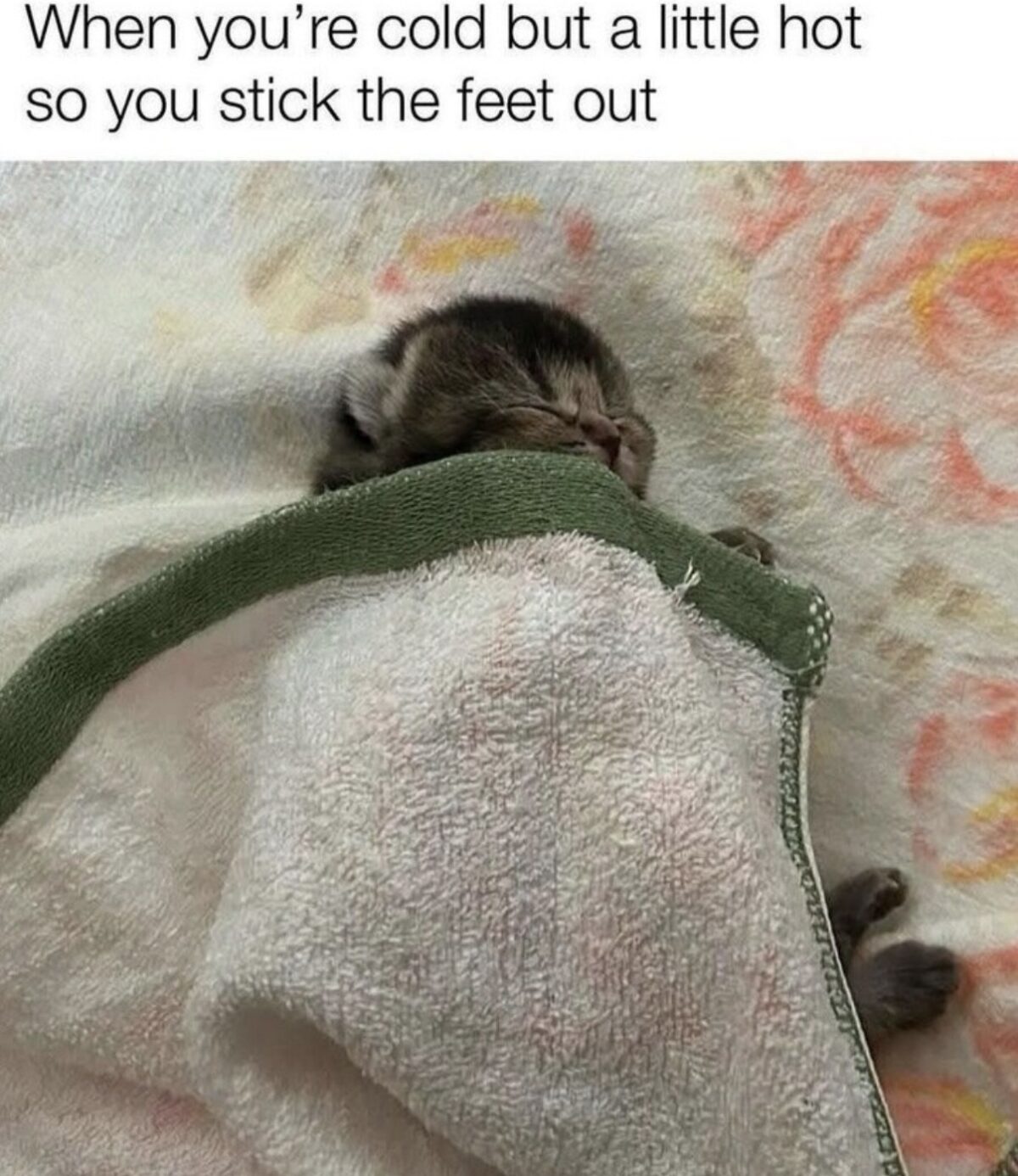 30 Ultimate Cat Memes for a Dose of Feline Fun 32 When youre cold
