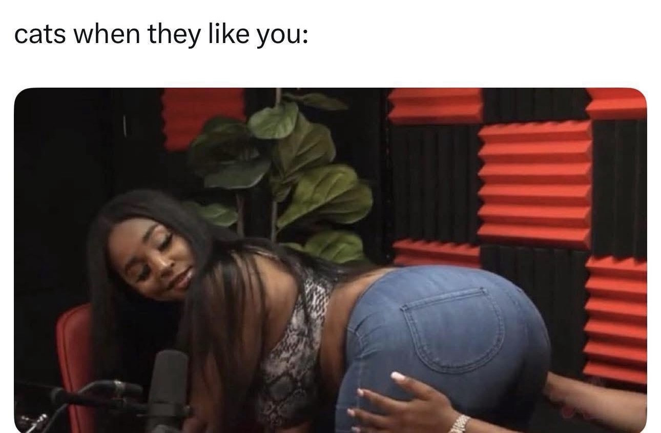 cats when they like you