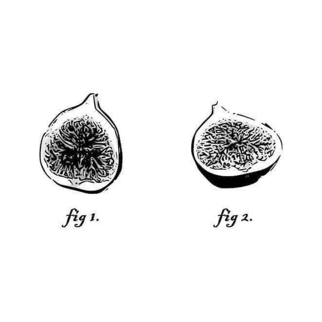 fig1