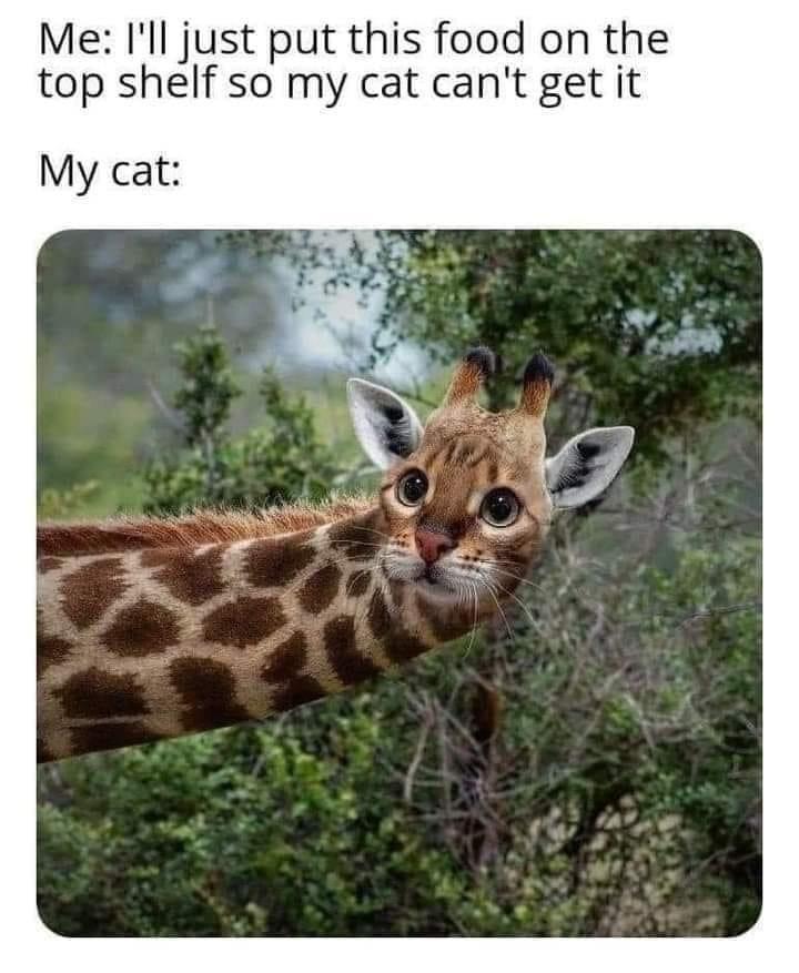 35 Clawsome Cat Memes: Get Ready To Laugh Your Whiskers Off! 33 food on top shelf