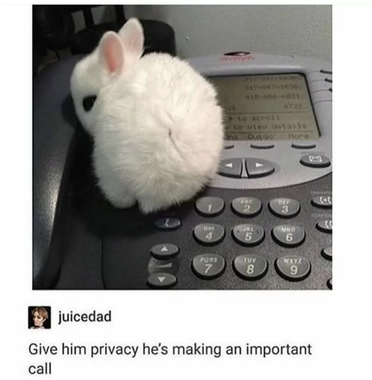 35 Rabbit Memes to Share the Hoppiness on International Rabbit Day! 35 give him privacy