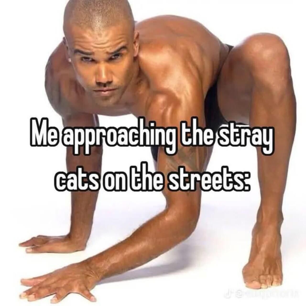 stray cats on street