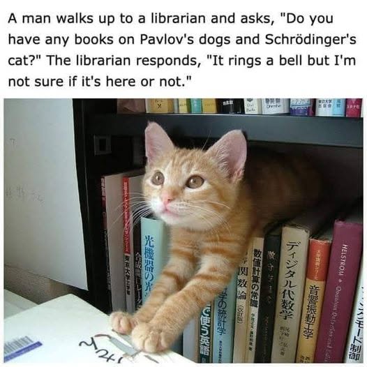 30 Schrödinger's Cat Memes That Will Keep You Guessing If They're Hilarious or Not 29 A MAN WALKS UP