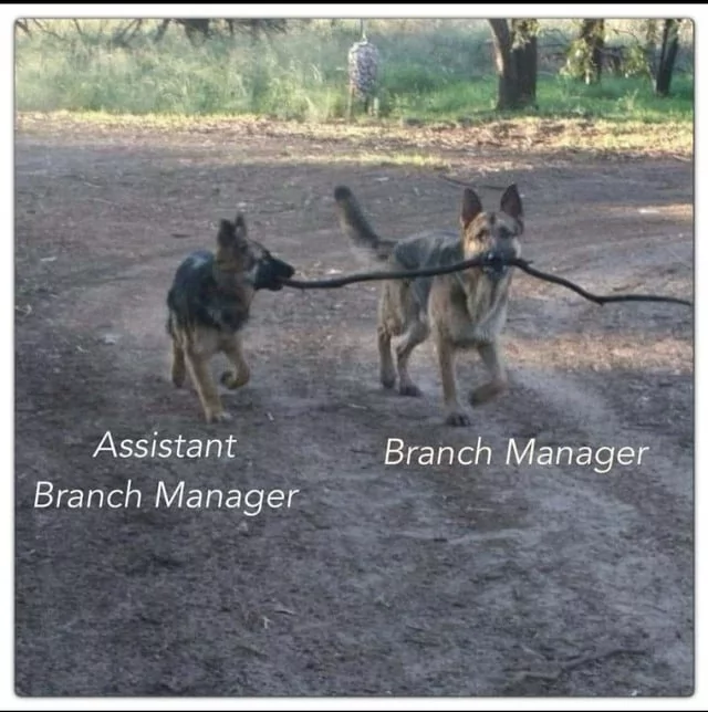 35 Totally Relatable Hilarious Funny Work Memes 33 Assistant branch manager