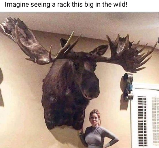 Big in wild