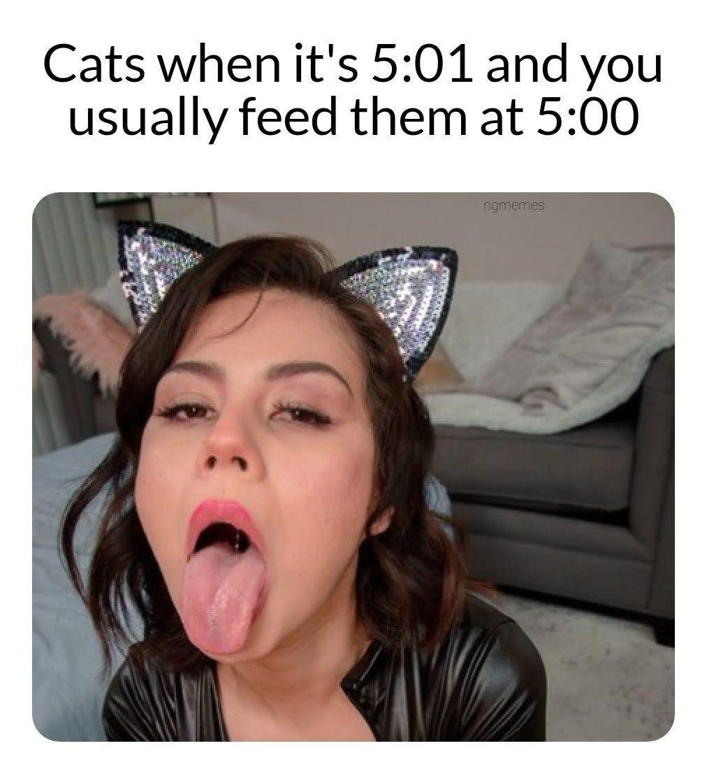 Cats when its 501