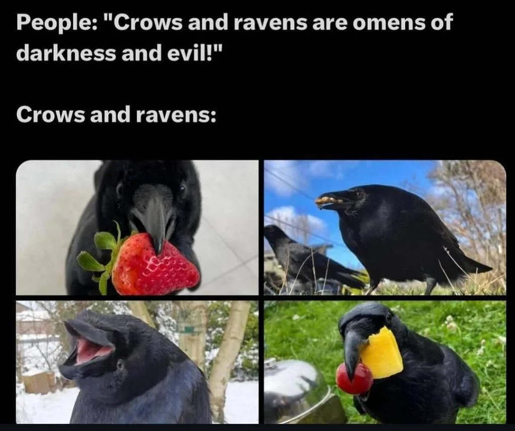 35 Hilarious Dank Memes That Are Almost Too Dark to Laugh At 34 Crows and ravens