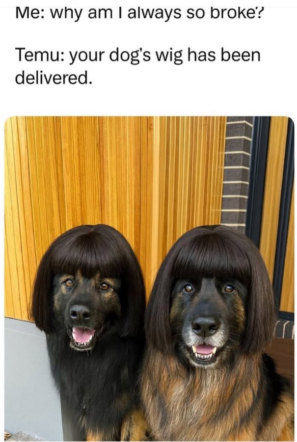 Dogs wig have been delivered