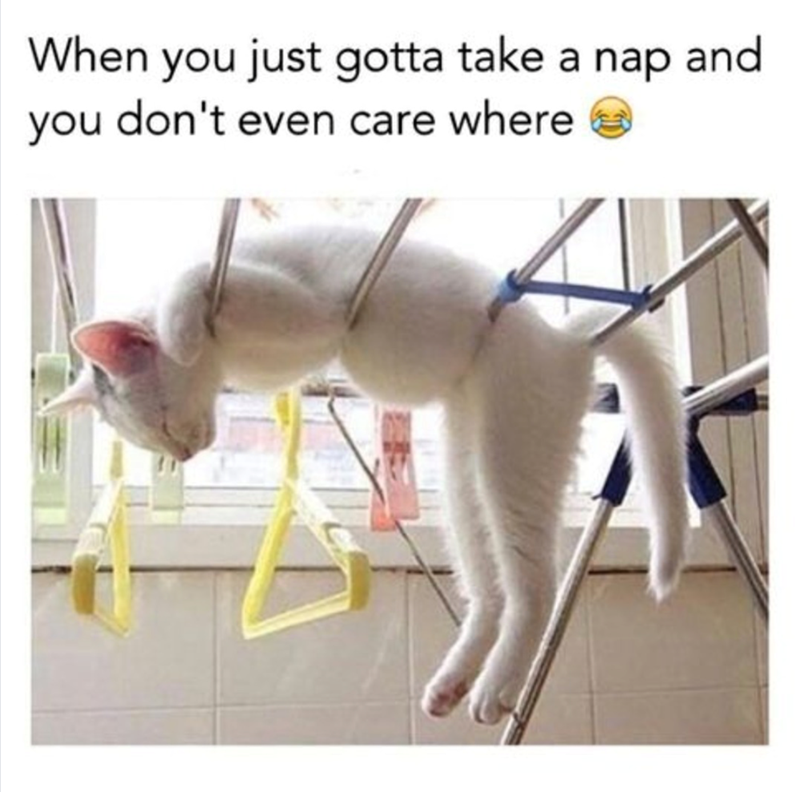 Cat-astrophe Averted: 40 Cat Memes That Will Save Your Day 39 Gotta take a nap