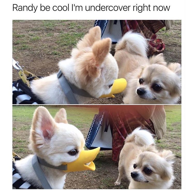 25 Dank Memes Your Moral Compass Won’t Survive 25 Im undercover right now