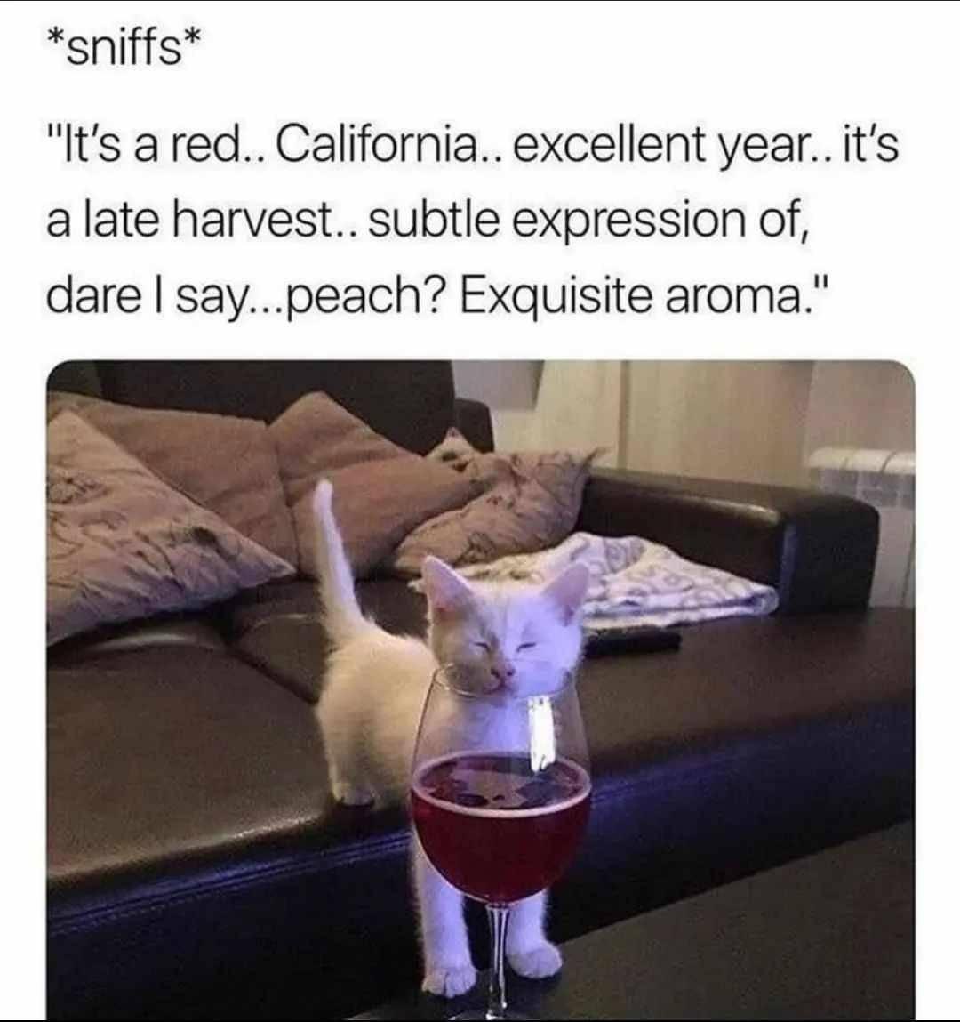 35 Animal Memes to Celebrate World Animal Day with a Laugh! 34 Its a red california