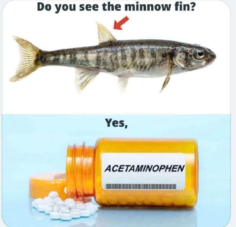 Minnow fin