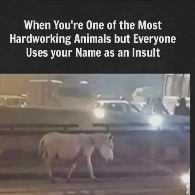 35 Animal Memes to Celebrate World Animal Day with a Laugh! 35 Most hard working animal