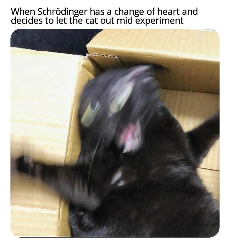 30 Schrödinger's Cat Memes That Will Keep You Guessing If They're Hilarious or Not 32 Paradox of Quantum Superposition
