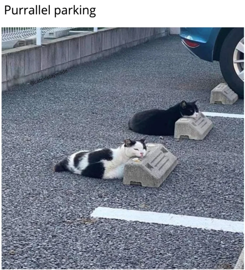 Cat-astrophe Averted: 40 Cat Memes That Will Save Your Day 41 Purallel parking