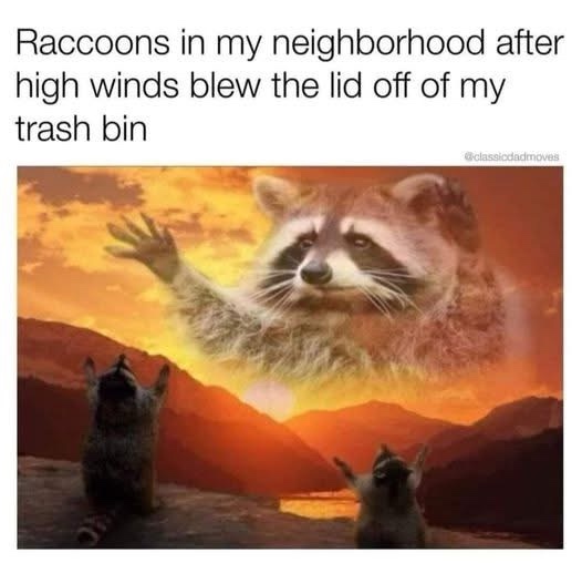 20 Memes That Have Absolutely No Plot but Endless Drama 13 Racoons in my neighborhood