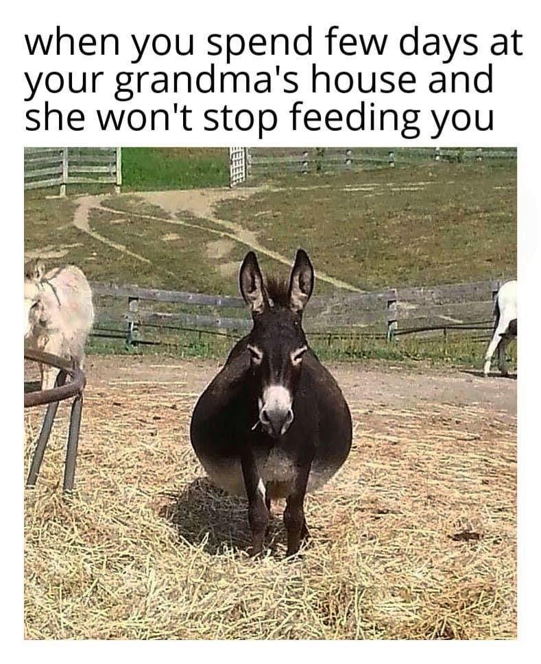 40 Donkey Memes So Funny, You Won’t Stop Laughing! 42 Summer is ending so i can get fat again