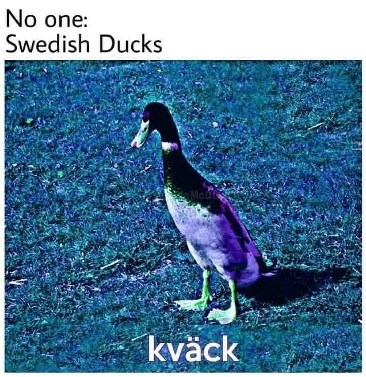 Swedish ducks