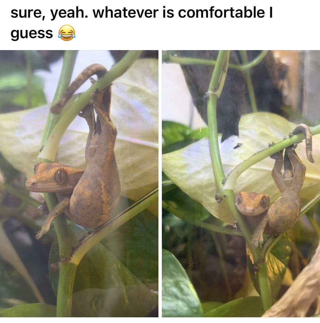 30 Memes So Funny, You’ll Forget Your Troubles (Temporarily) 32 WHatever is comfortable