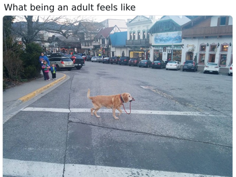 35 Adulting Memes for a Hilarious Break from the Responsibilities 36 What being an adult feels like
