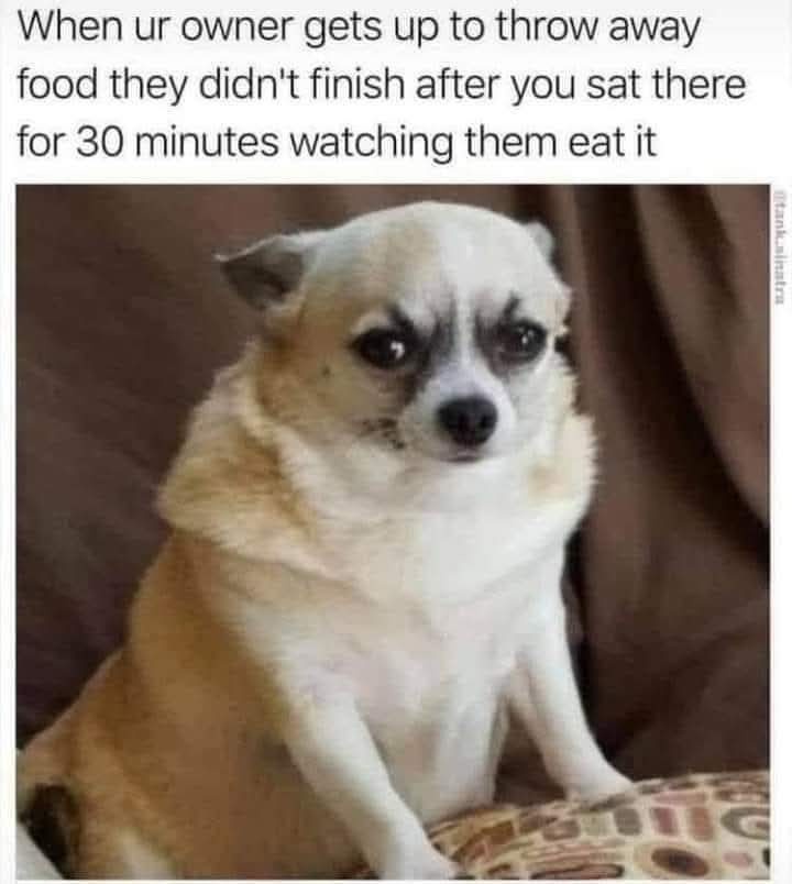 When your owner gets up