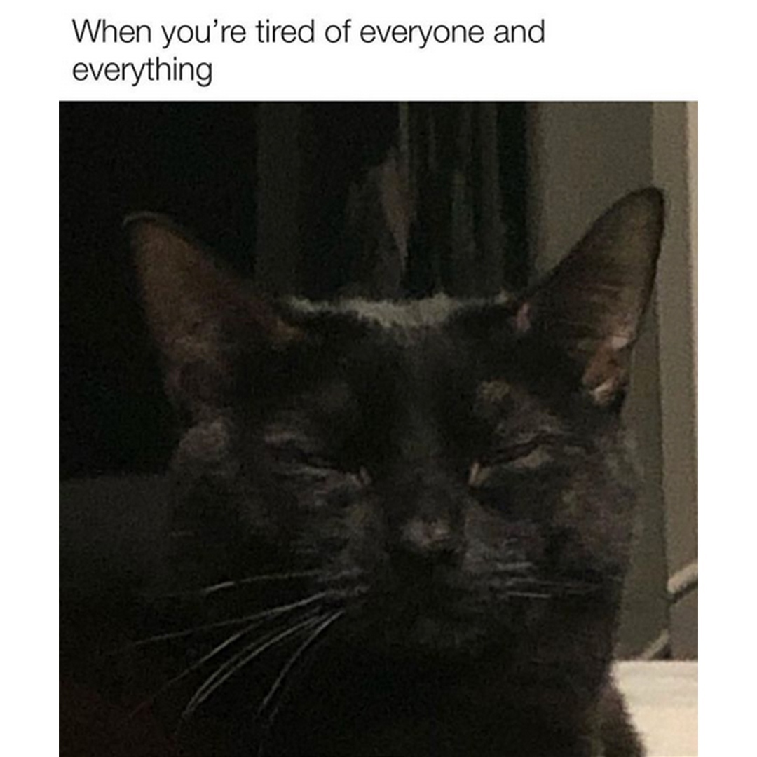 45 Black Cat Memes That Exorcise Bad Luck and Summon Endless Laughter 47 When youre tired of everything