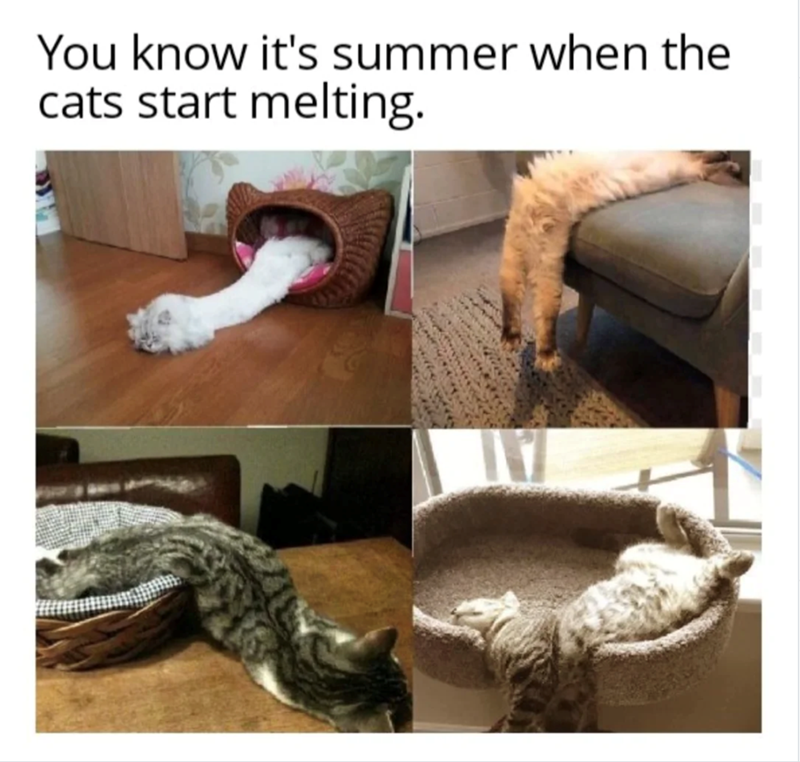 Cat-astrophe Averted: 40 Cat Memes That Will Save Your Day 42 You know its summer