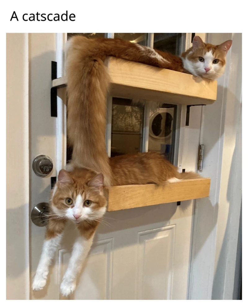 Cat-astrophe Averted: 40 Cat Memes That Will Save Your Day 38 catscade