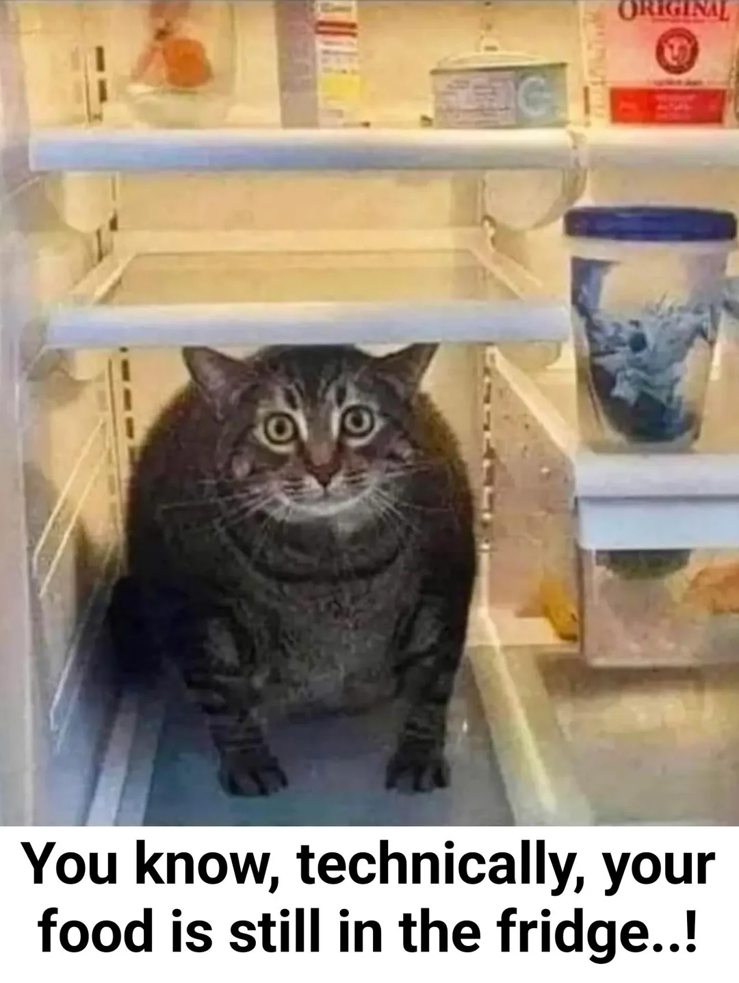 30 Schrödinger's Cat Memes That Will Keep You Guessing If They're Hilarious or Not 30 food is still in fridge
