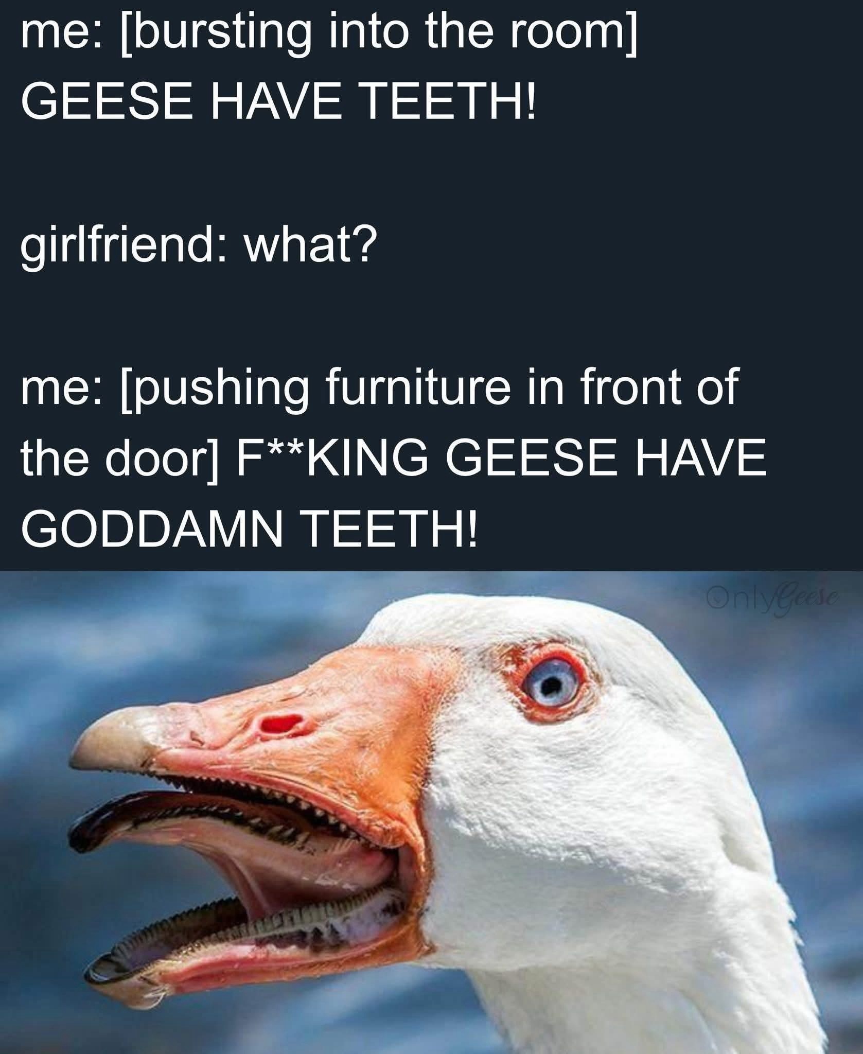geese have teeth