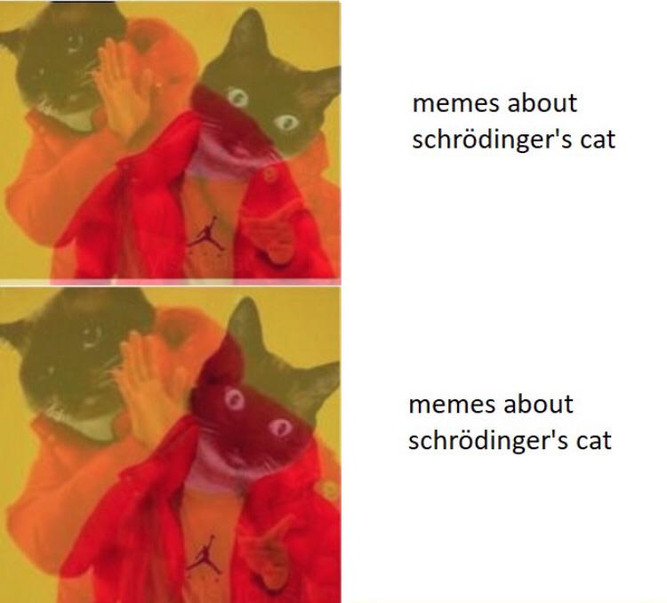 30 Schrödinger's Cat Memes That Will Keep You Guessing If They're Hilarious or Not 31 memes about caT