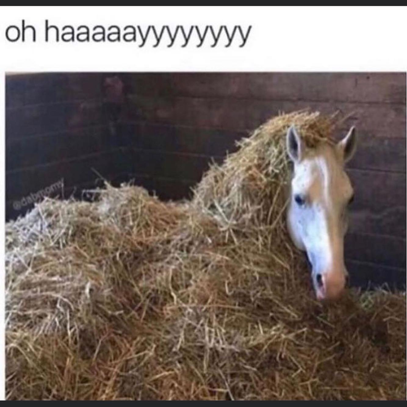 35 Memes That Prove Humor Is the Best Medicine 37 og hayyy